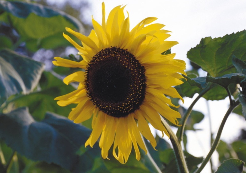 Färber-Sonnenblume Hopi Black Dye