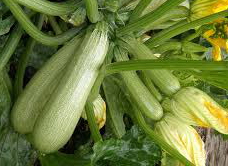 Ortolana di Faenza, Zucchini
