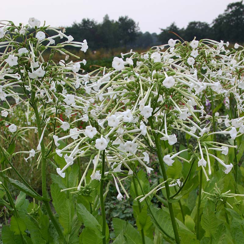 'Nicotiana sylvestris', Dufttabak