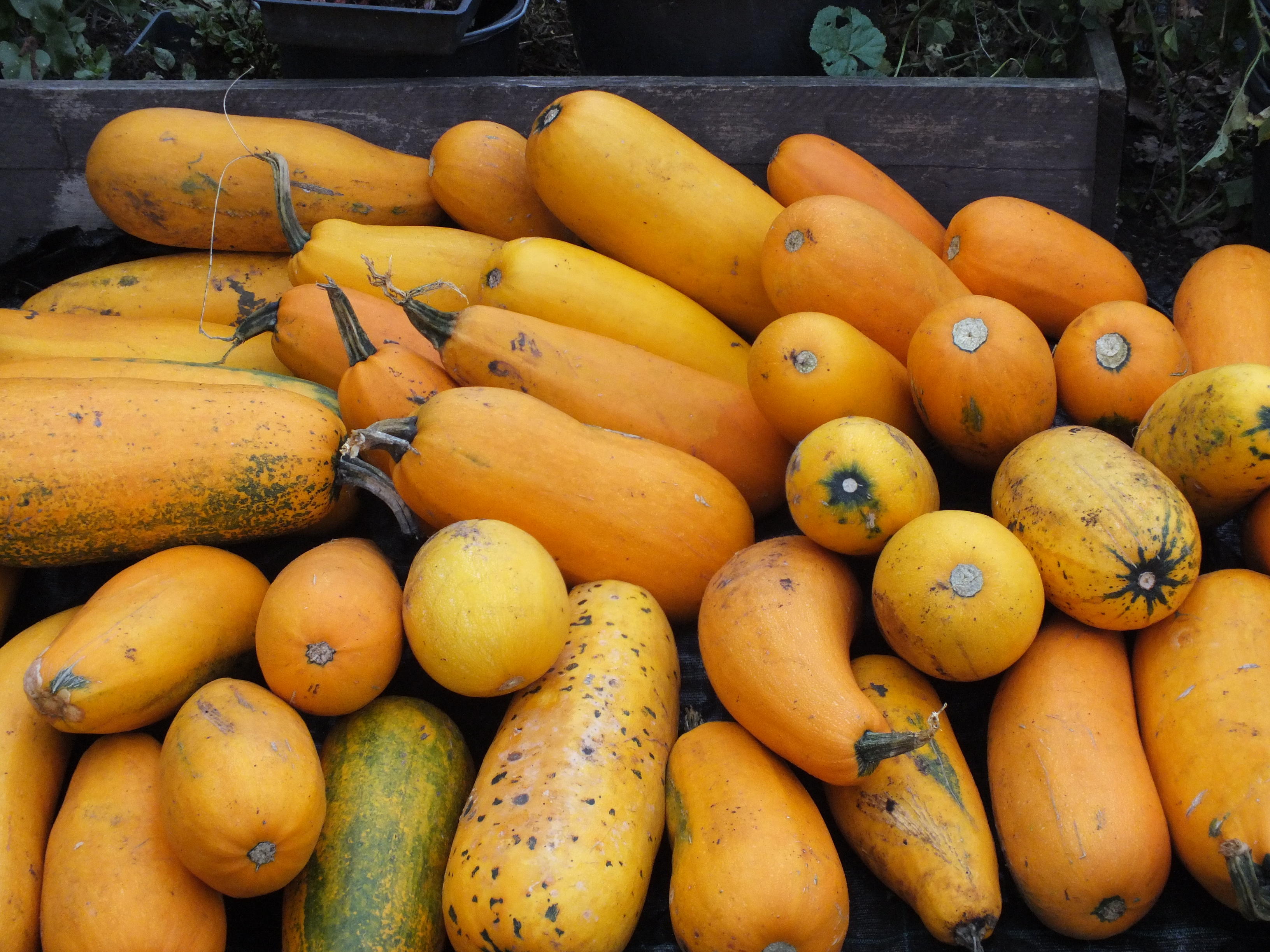 Mix gelbfarbiger Zucchini