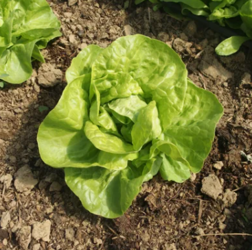 Winter Marvel (Merveille d´hiver) Winterkopfsalat-100 Korn