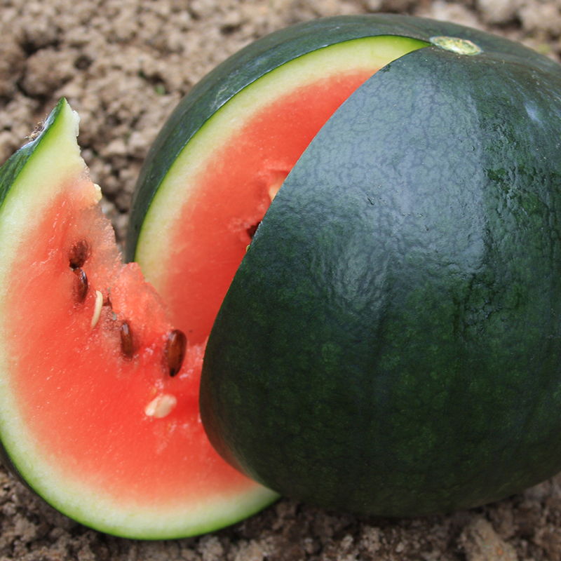Wassermelone 'Sugar Baby'