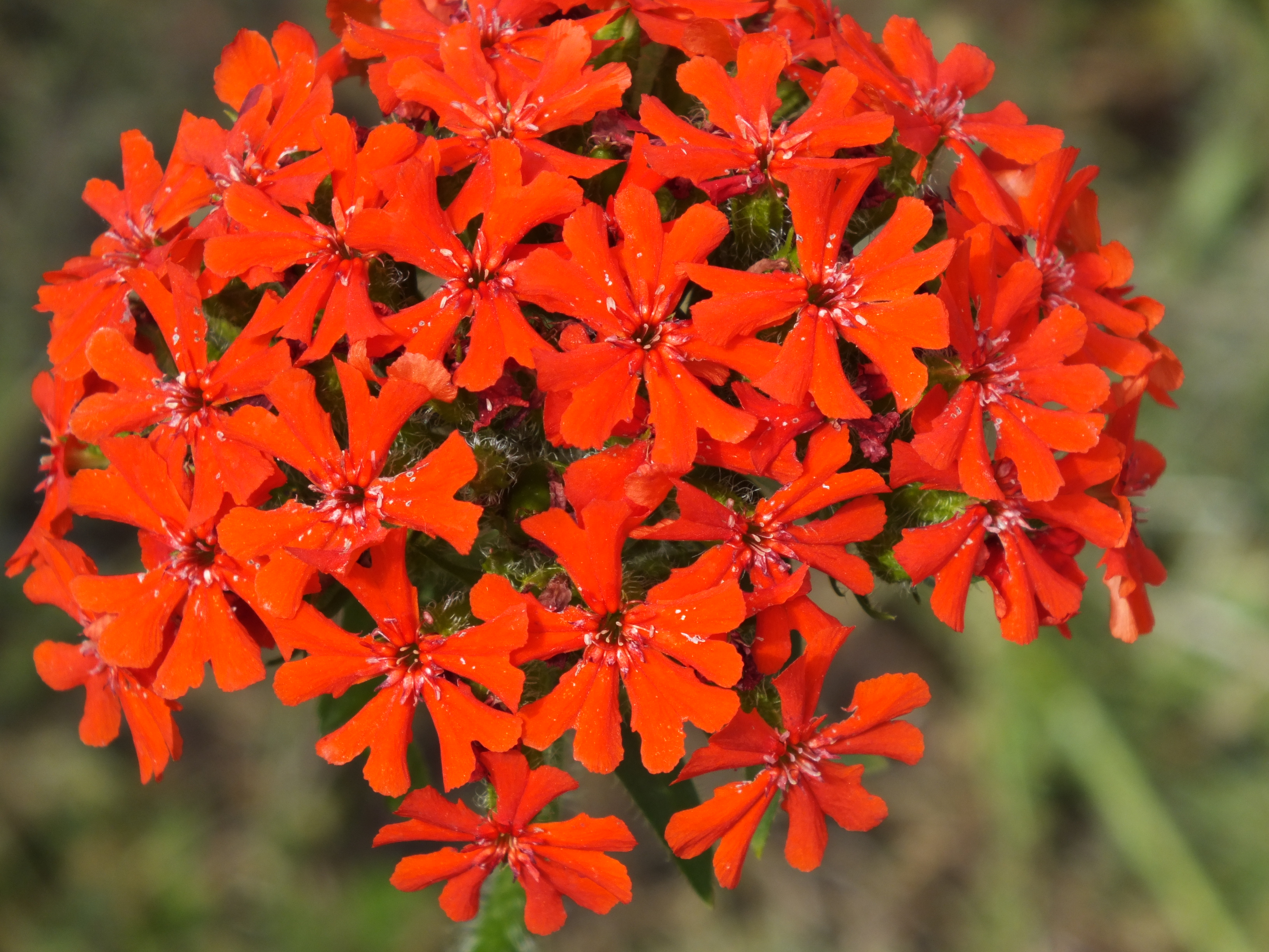 Bienen-Tummel-Plätze