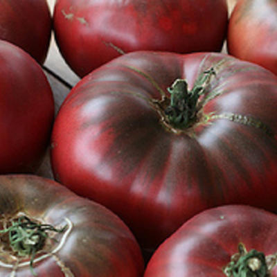 Cheroquee Purple, resistent