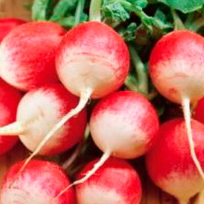 Radieschen Rond Rose à Bout Blanc