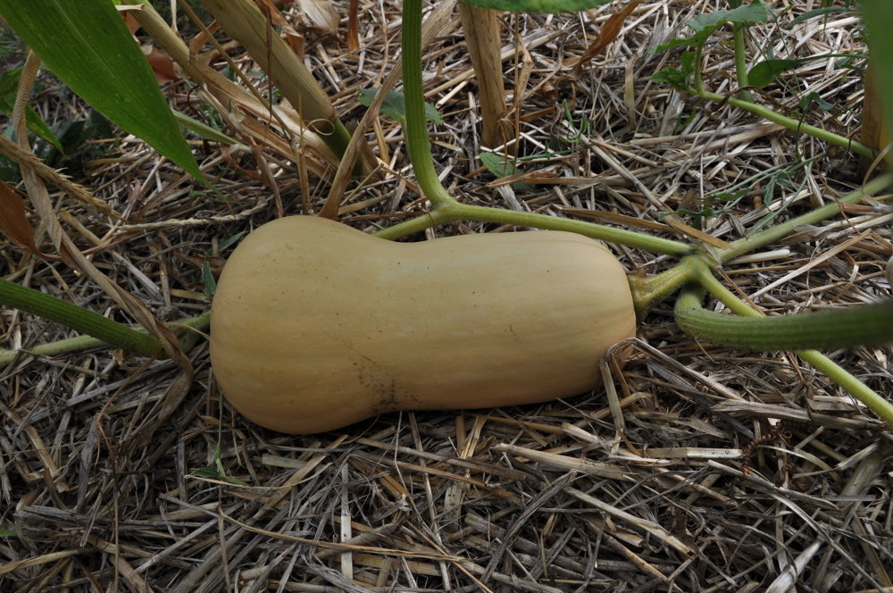 Butternut Waltham, Moschuskürbis