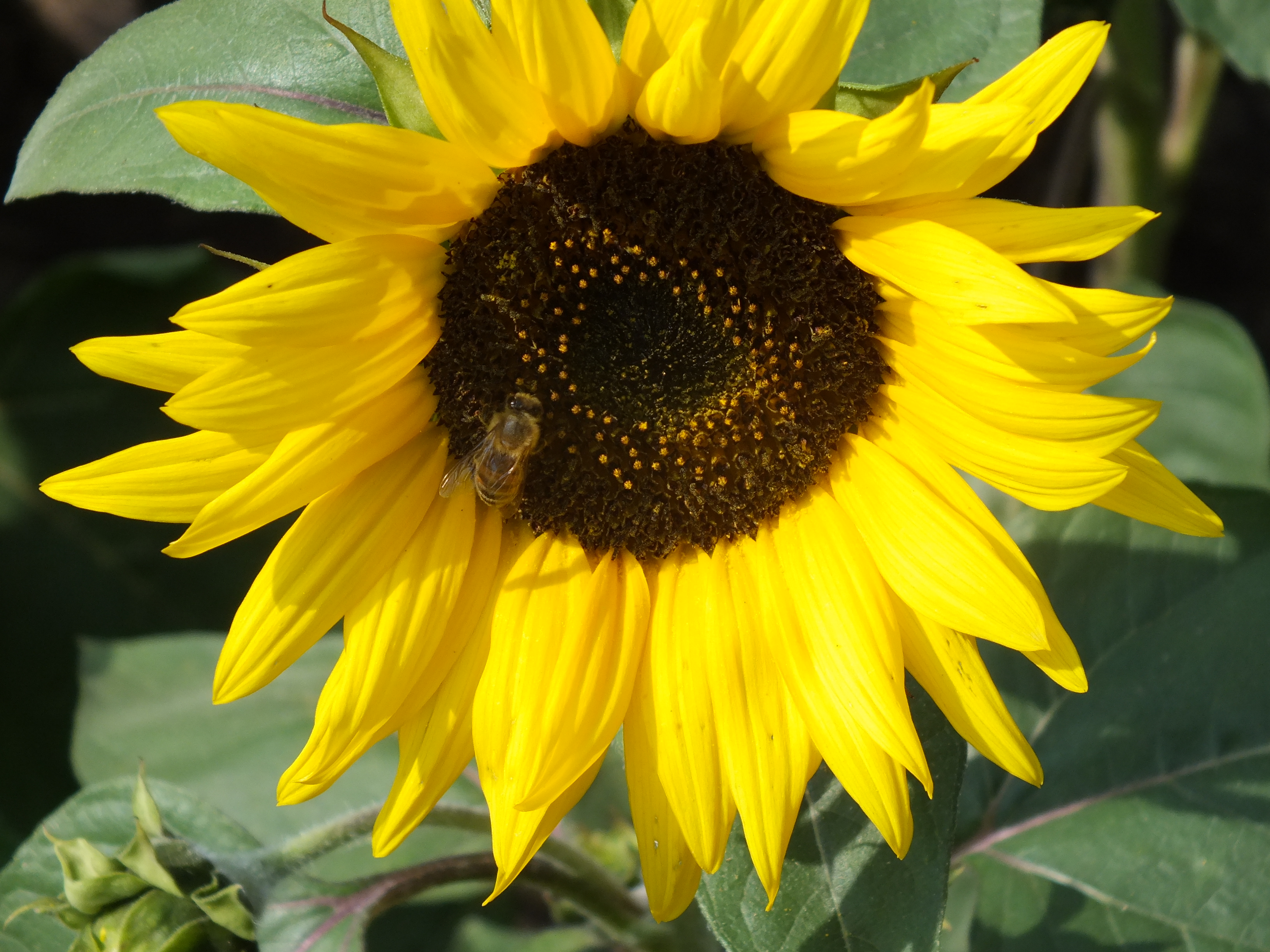 Riesensonnenblume  Molly