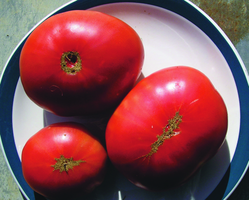 Bulgarisches Ochsenherz