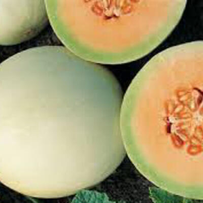 Honigmelone Honeydew Orange Flesh