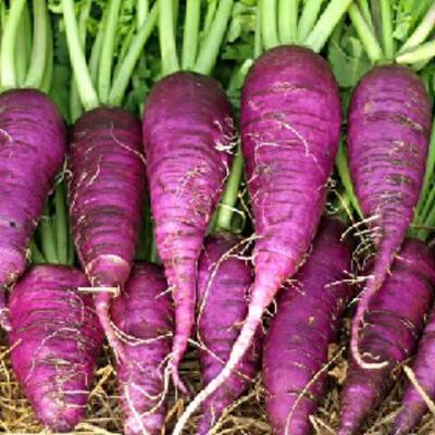 Rettich Bleu für Herbst und Winteranbau