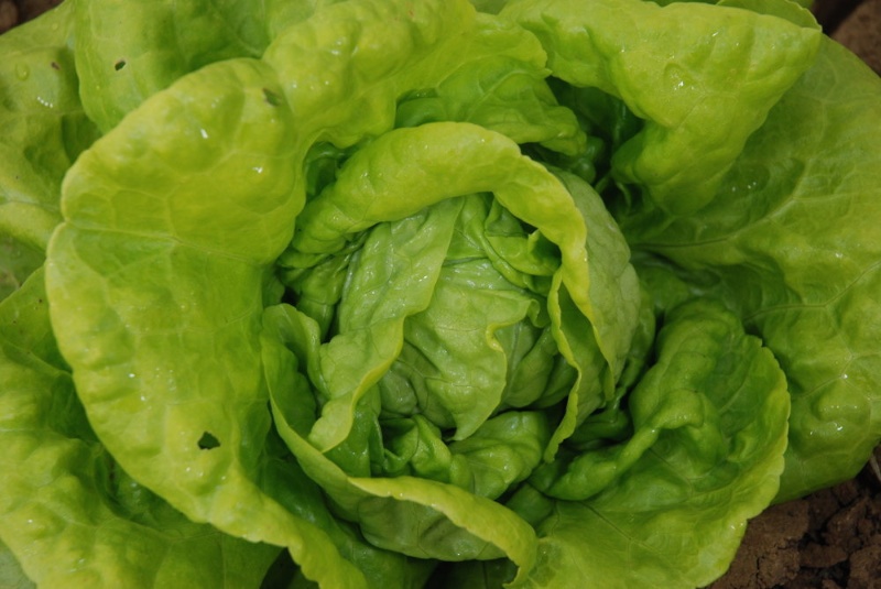 Goldtropfen (Goutte jaune d´or) Kopfsalat