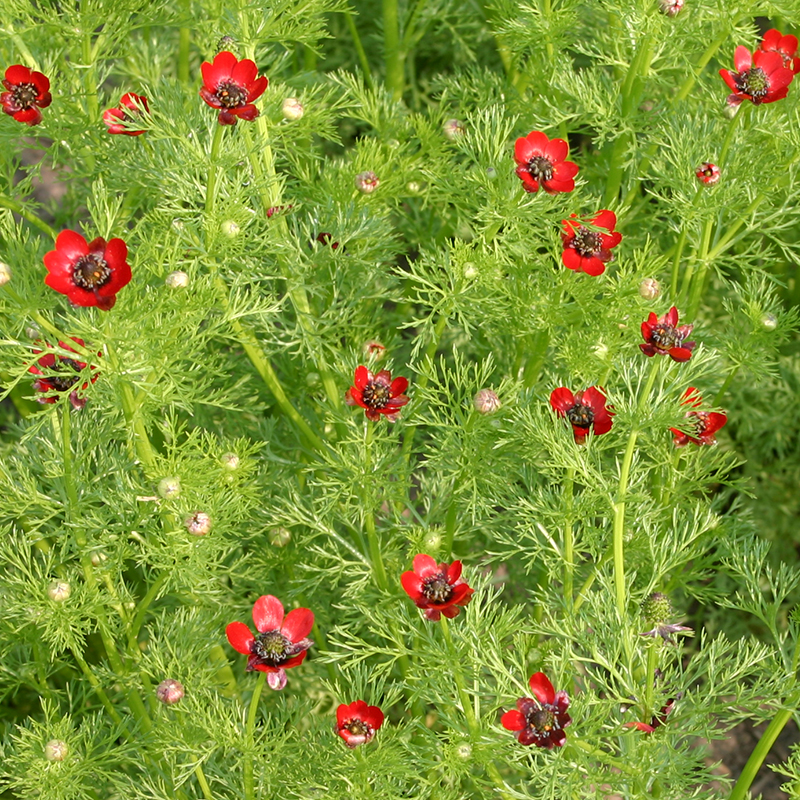 Adonisröschen 'Adonis aestivalis'