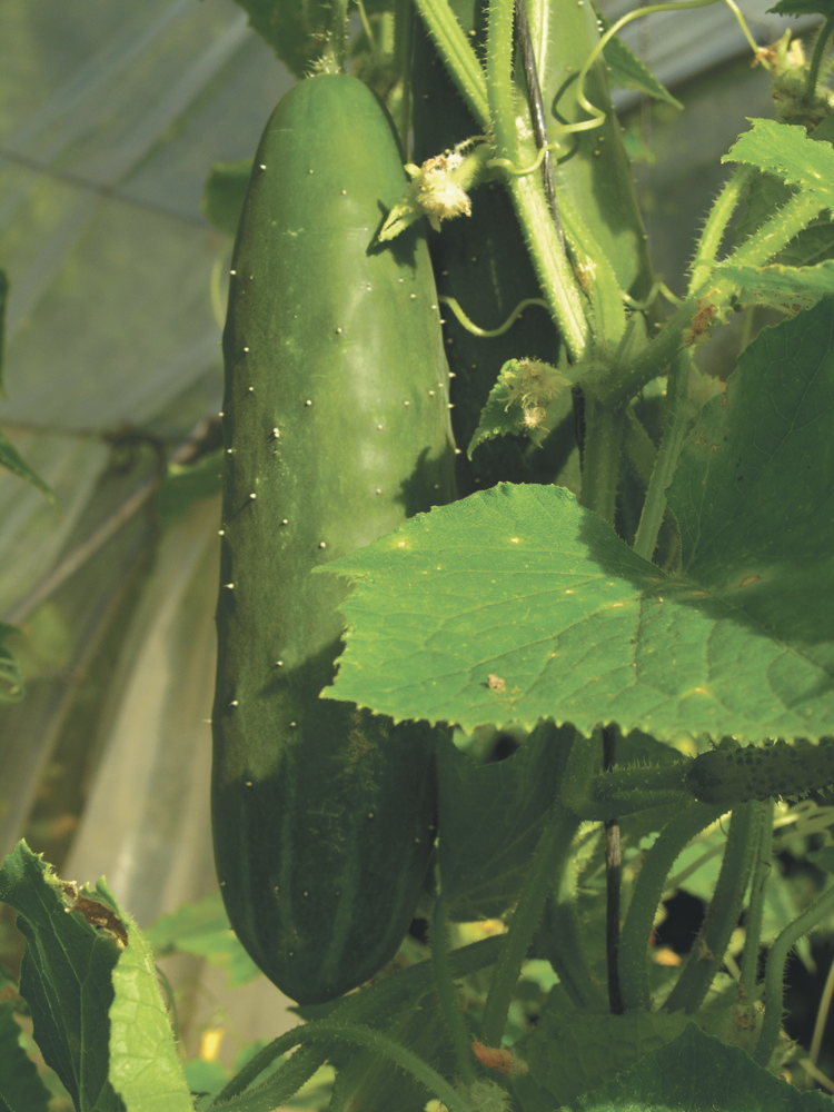 Gurke Alan (Lange Grüne)