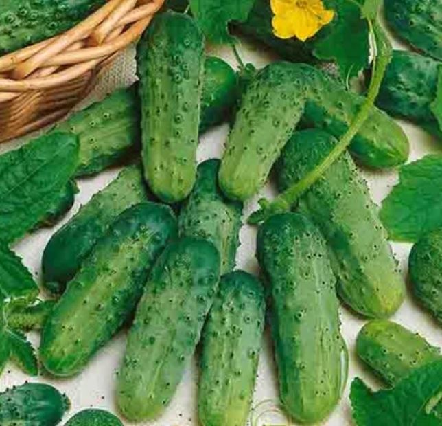 National Pickling, Einlegegurke