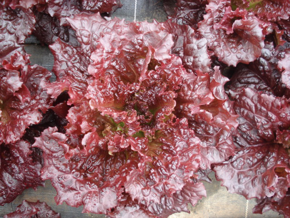 Galactic. Pflück-/Schnittsalat