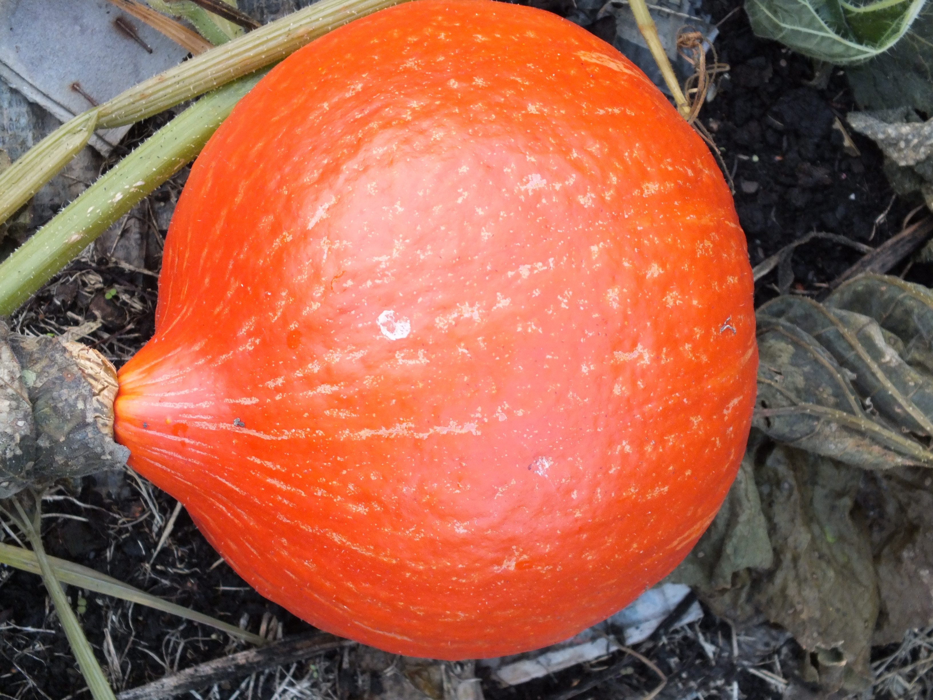 Hokkaido Red Kuri Solor, Lagerkürbis