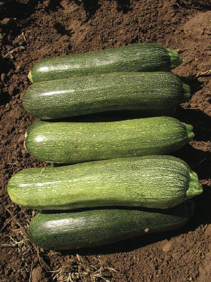 Alberello di Sarzano, Zucchini