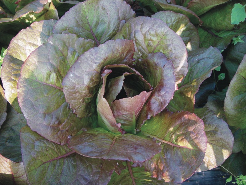 Cimmaron, Römersalat