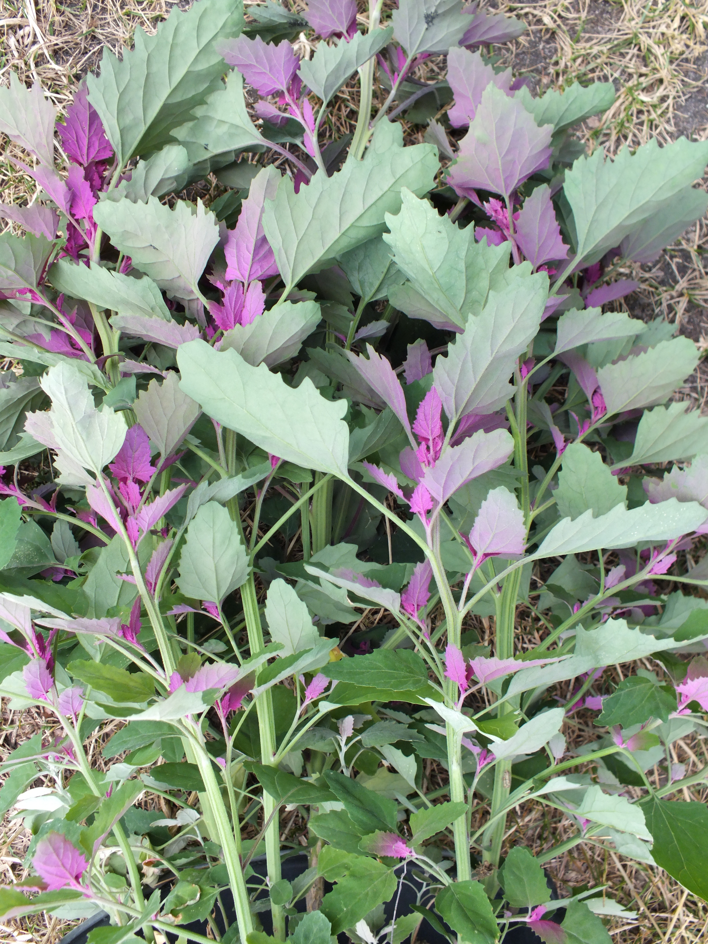 Historische Blattgemüse 5 Sorten Set Angebot