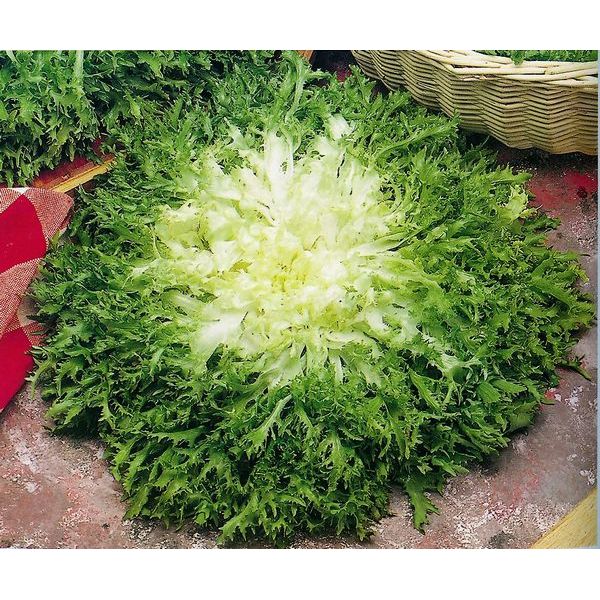Maraichère Frisée / Krause Endivie