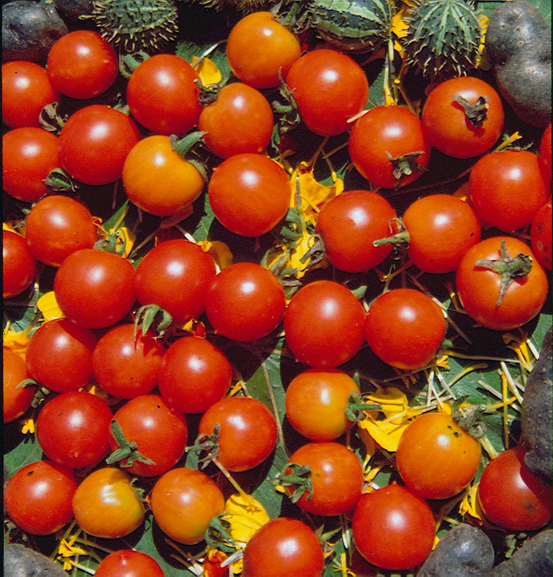 Besonders ertragreiche Wildtomaten 5er Set Angebot