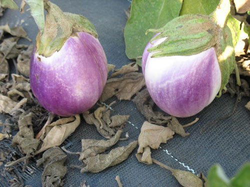 'Violetta di Firenze' ('Violette de Florence'), Aubergine