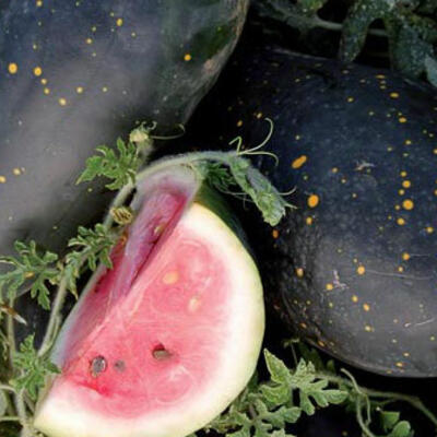 Mond und Sterne Cherokee Variante, Wassermelone