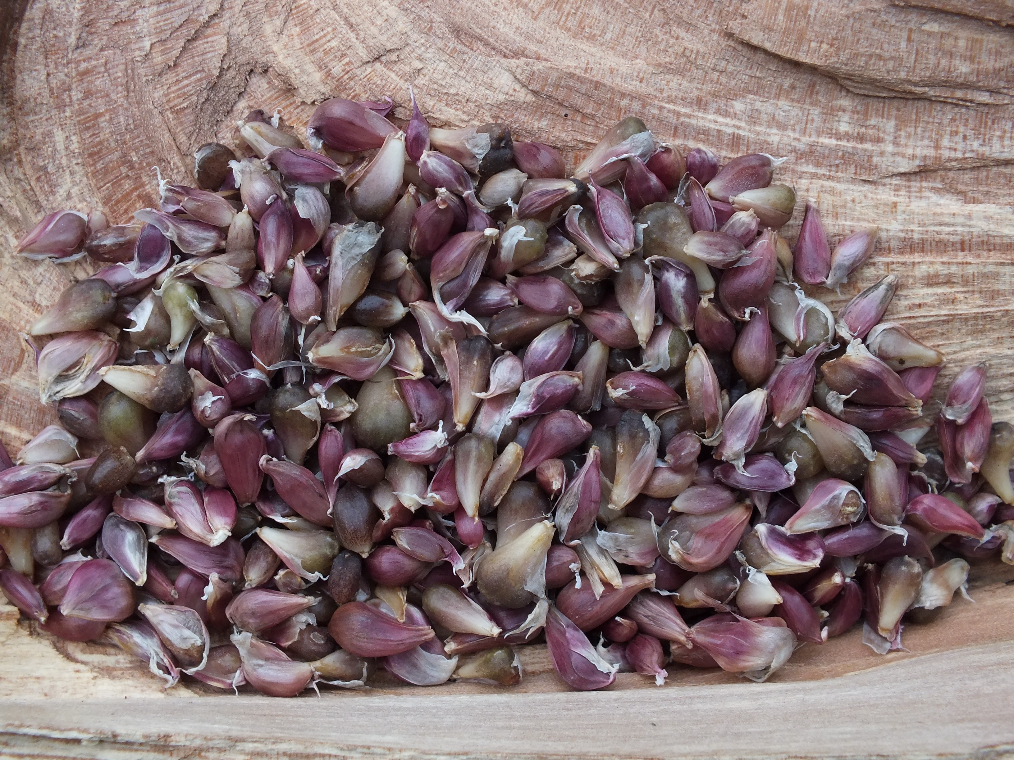 Knoblauch-Brutzwiebelchen-Caulk Wight