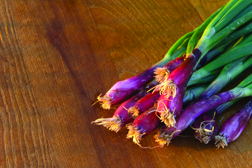 Lilia, (Frühlings-)Zwiebel