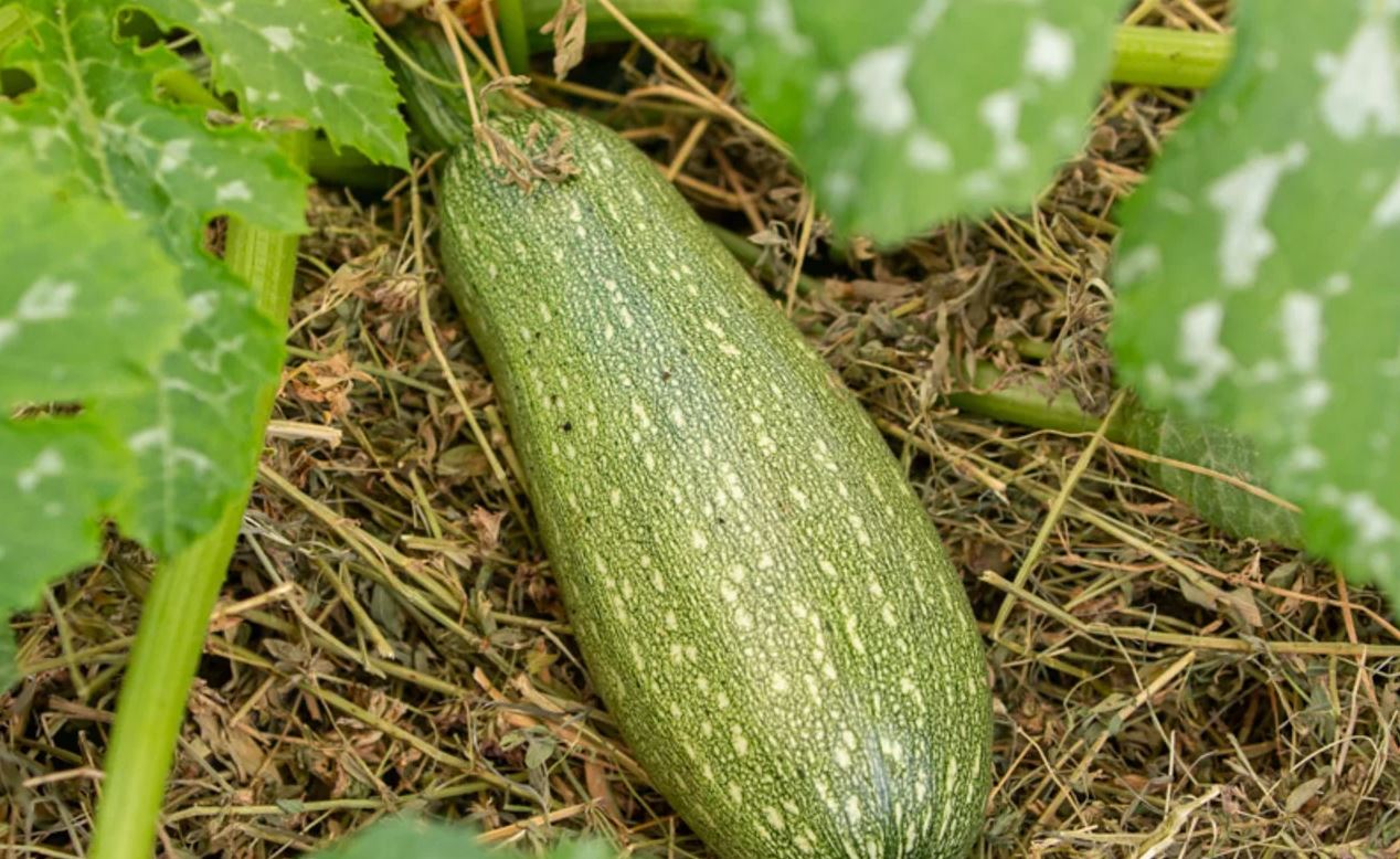 Kleine aus Algerien, Zucchini