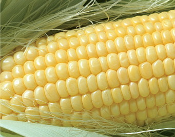 True Gold, Zuckermais