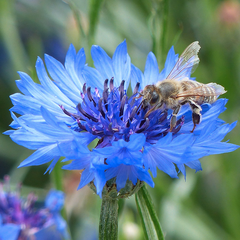 'Centaurea cyanus', Echte Kornblume
