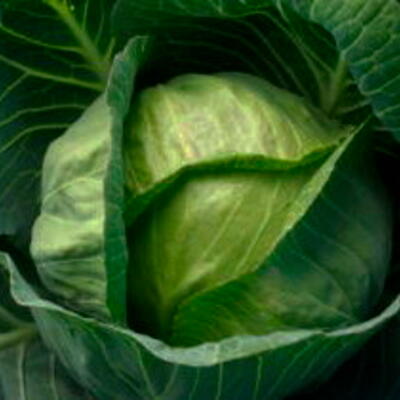 Weißkohl Acre d'Or