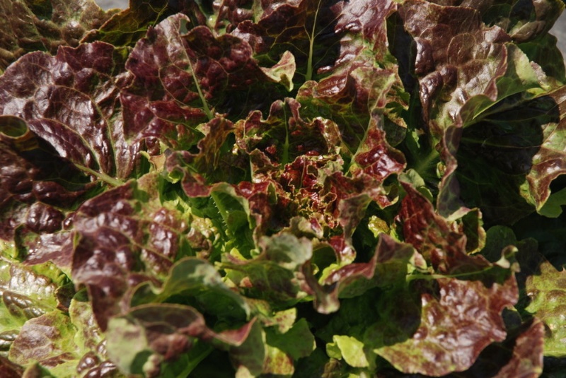 Bronze Mignonette Schnittsalat