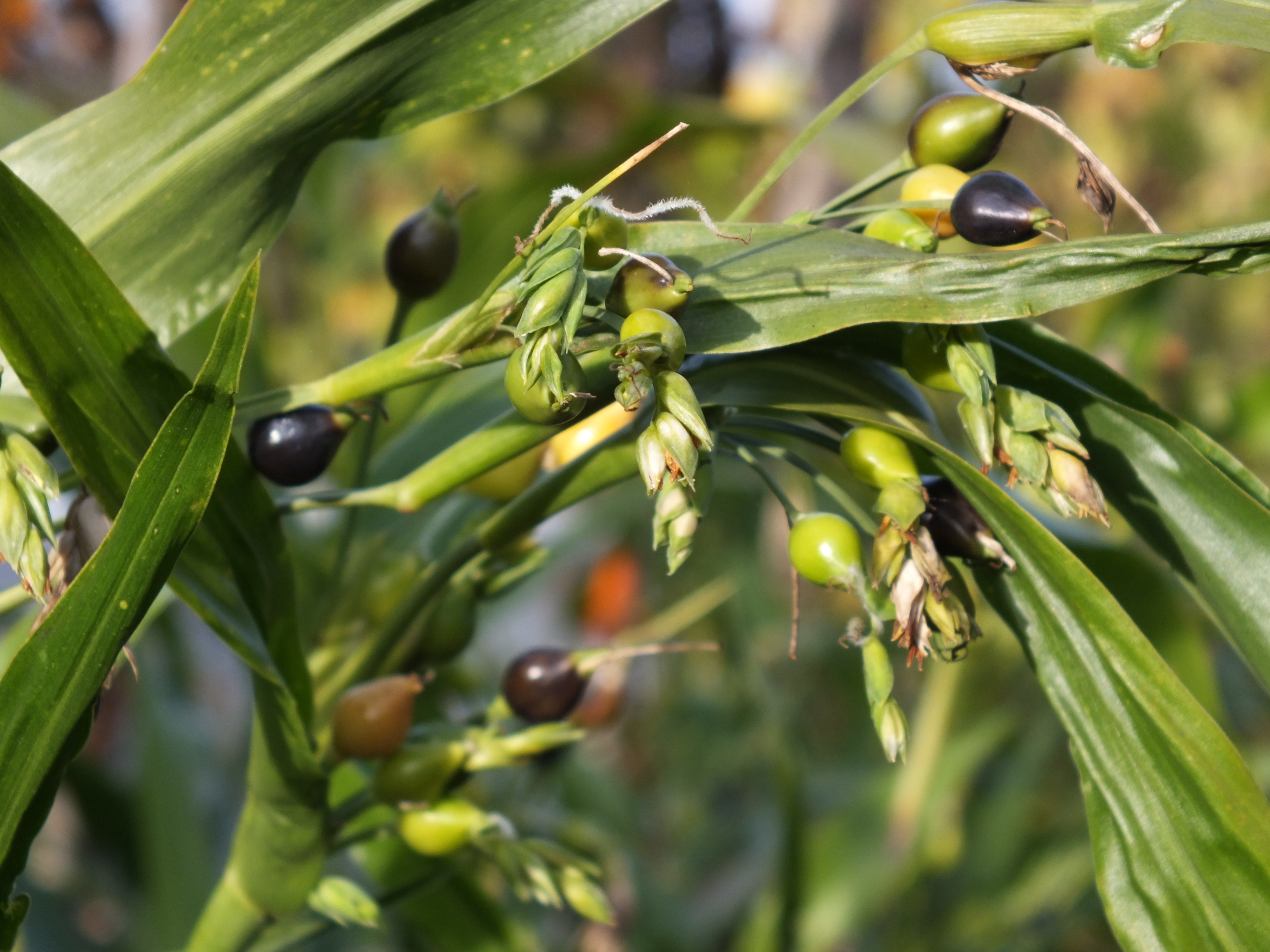 Hiobstränengras (Coix lacrima-jobi)