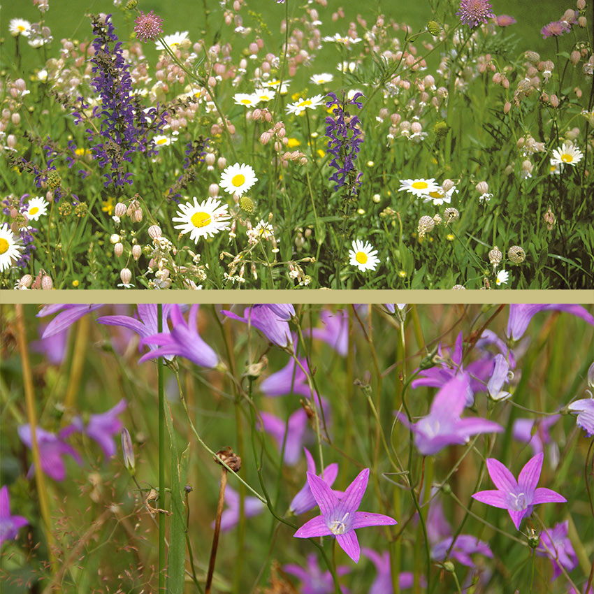 Wiesenmischung ELDORADO