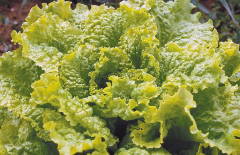 Black Seeded Simpson / Pflücksalat/Schnittsalat