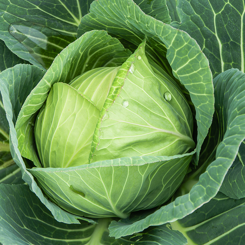 Weißkohl 'Langedijker Lager'