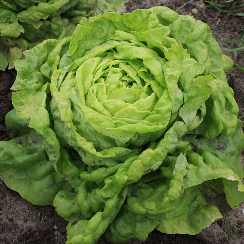 Kopfsalat Deutscher Trotzkopf