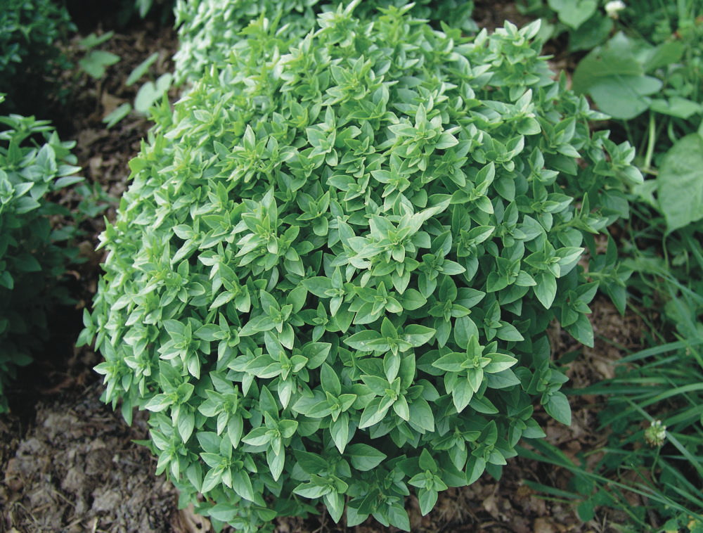 Griechisches Zwergbasilikum