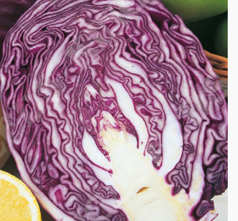 Rotkohl Red Drumhead