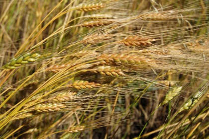 Emmer (Ur-Hartweizen)