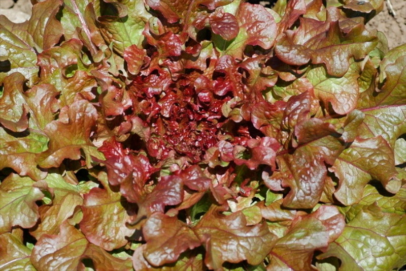 Antares Pflück-/Schnittsalat