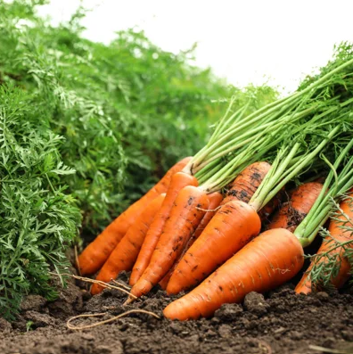 Karotte Rot-Orange  Demi-Long de Luc, Früh