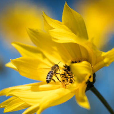 Blumenmwiesenmiischung Bienennweide 25 qm