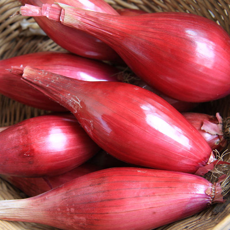 Zwiebel 'Red Long of Florence'