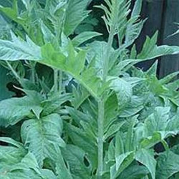 Kardone, Cynara cardunculus