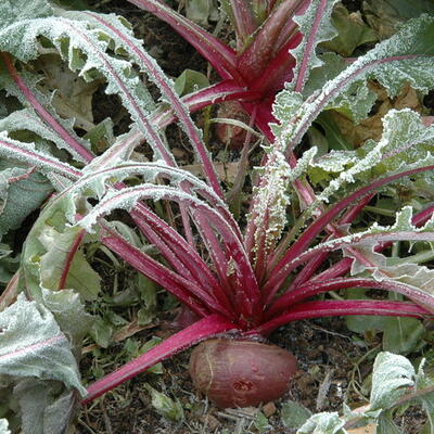 Asiasalat Scarlet Ohno Revival (Japanischer Senfkohl)