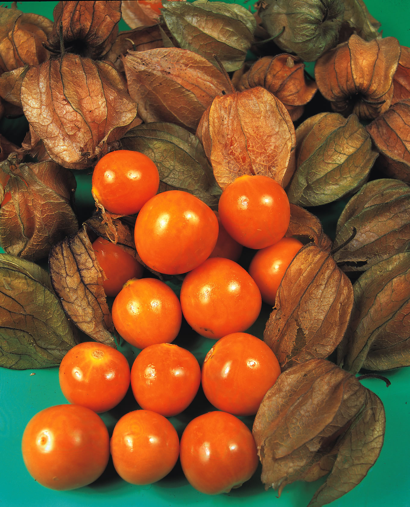 Physalis edulis (Kapstachelbeere)