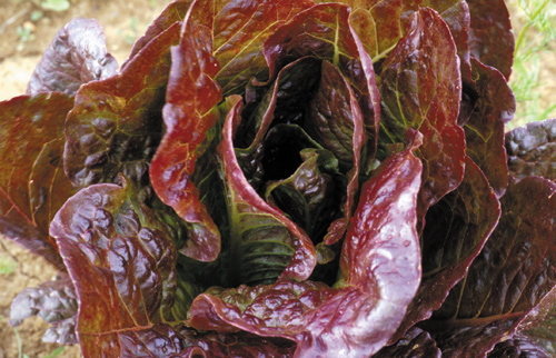 Römersalat Majestic Red